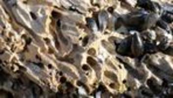 Küste Schleswig-Holstein 2026: Exotisches Holz soll Pfähle vor Schiffsbohrmuscheln schützen