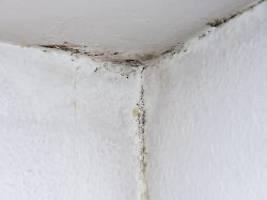 gesundheitsrisiko beachten : schimmel trotz hitze in der wohnung - was hilft?
