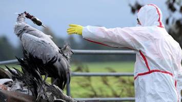 H5-Vogelgrippe bedroht erstmals Australiens Festland: „verheerende Nachrichten“