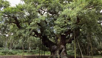 Major Oak: Legendäre Eiche aus Robin-Hood-Legende nach 1200 Jahren abgestorben