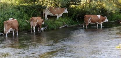 Bilder vom Hitze-Sonntag in Deutschland: Kuuuhl bleiben während der Hitzewelle