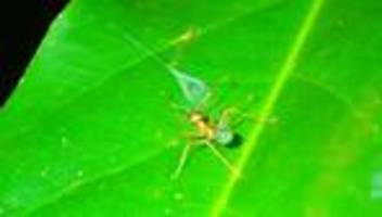Katapultfalle aus Spinnenseide: Ausgefuchste Taktik: Spinne katapultiert Ameisen in ihr Netz
