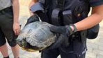 Kurioser Fund: Polizei holt Schildkröte von Autobahn