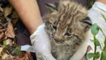 Tiere: Seltenes Luchs-Baby im Südwesten - warum das wichtig ist