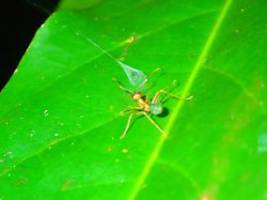 fangsystem verblüfft experten: spinne jagt mit einzigartiger schleuder-falle