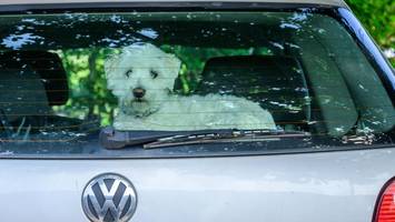 Hunde bei Hitze im Auto zurückgelassen: Peta erstattet Strafanzeigen