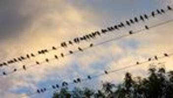 vogelgrippe: h5n1-virus erstmals auf australiens festland