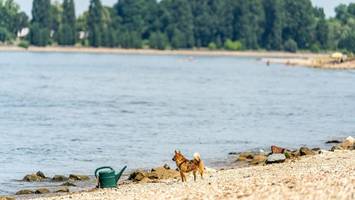 Drei Badetote aus dem Rhein geborgen – Zwei Nichtschwimmer darunter