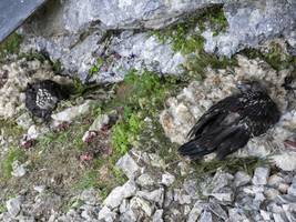 Artenvielfalt: Bartgeiernachwuchs: „Alosa“ und „Zierli“ leben jetzt im Klausbachtal