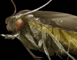 Biologie: Wie man Motten loswird