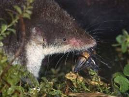 Gefährliche Erkrankung: Mensch in Bayern stirbt nach Infektion mit dem Bornavirus