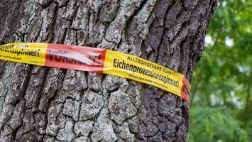 Eichenprozessionsspinner in Neukölln: So ist die Lage im Bezirk