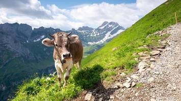 „Kuh hob mich mit den Hörnern hoch“: Diese Fehler sollten Wanderer vermeiden