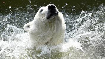 Zoo und Tierpark Berlin während der Hitze: So werden die Tiere abgekühlt