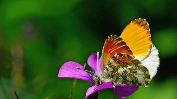 plötzlich wieder schmetterlinge im garten – so einfach funktioniert es