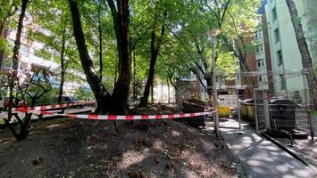 viele ratten mitten in altona: nachbarn trauen sich kaum noch, fenster zu kippen