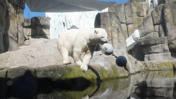 hitze bei hagenbeck: mit diesen tricks überstehen die tiere die heißen tage