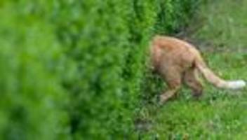 Katzen mit Auslauf: Kastrationspflicht für Freigängerkatzen kommt landesweit