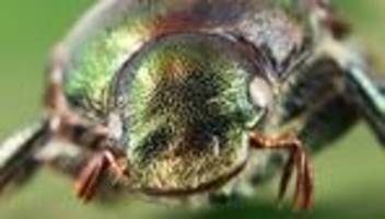 Natur: Erste Japankäfer dieses Jahr im Südwesten gefunden