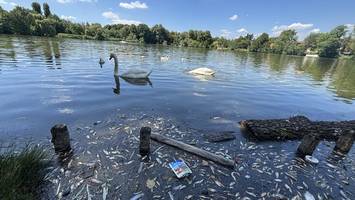 der sommer brachte das leid: tote fische im see, tote ratten in der spree