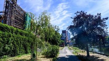 Gesunde Berliner Bäume sollen fallen: Streit um Kahlschlag für Baucontainer