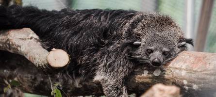Neue Dschungelwelt im Tierpark München: Dieses bizarre Tier wohnt jetzt in Hellabrunn