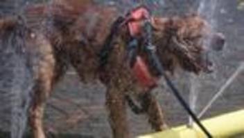 hitzefalle auto: warum hunde bei wärme schnell in lebensgefahr geraten