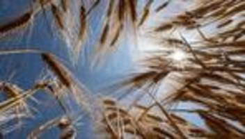 Landwirtschaft: Wie sich Trockenstress auf Hessens Feldern zeigt