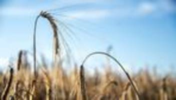 Landwirtschaft im Freistaat: Was die Hitze für Tiere und Getreide bedeutet