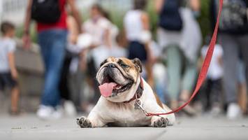 „Lebensgefahr“ fürs Tier: So helfen Sie Hund, Katze & Co. durch die Hitze