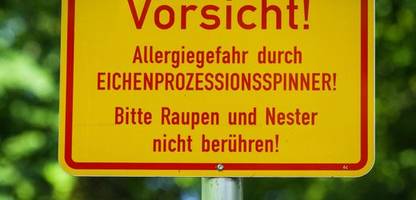 Eichenprozessionsspinner: Umweltminister hält Gifteinsatz für möglich