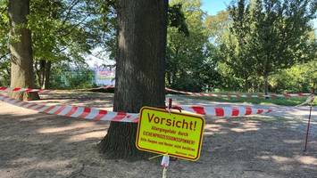 absperrung an hamburger aussichtspunkt: hier wütet der eichenprozessionsspinner