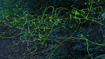 Glühwürmchen: Wo man das Naturschauspiel jetzt in Bergedorf beobachten kann