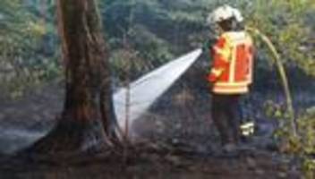 Bei Hitze und Trockenheit: Waldbrandgefahr steigt: Was jetzt im Wald zu beachten ist