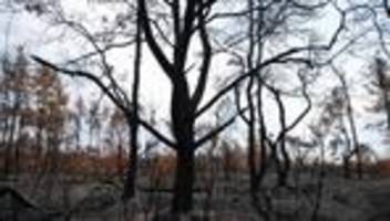 Waldbrände: Warum sind Waldbrände in der Gohrischheide ein Problem?