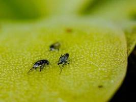 lästige insekten im sommer: fleischfressende pflanzen? das hilft gegen fruchtfliegen