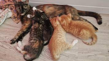 Tierschützer alarmiert: Ausgesetzte Katzenbabys in Bergedorf kein Einzelfall