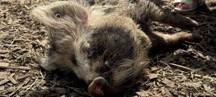 Schweine kraulen gegen Demenz: Wie Bauernhöfe Erkrankten helfen