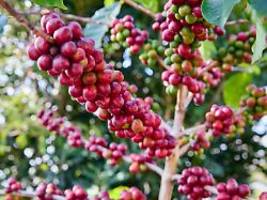 jacobs, lavazza und co.: kaffee wird im supermarkt wieder billiger