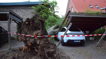 Das Wunder von Mölln: Umgestürzter Baum verschont zwei Einfamilienhäuser