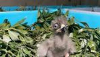 bedrohte tierart: aufwendige aufzucht - 26 schreiadler-küken geschlüpft
