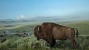 Bisons in den USA: Seltene Herden