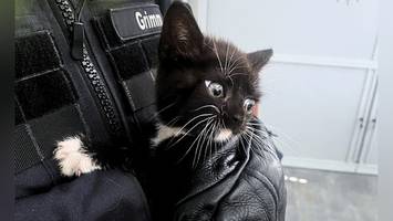 Babykatze steckt im Auto fest – mit diesem Trick lockt Polizei sie hervor