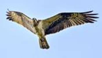 seltene vögel: nach küken-drama nun wieder fischadler-jungen im südwesten