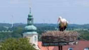 Tiere: Storchennest in Ostro sorgt für Zwist