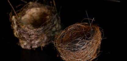 ukraine: was vogelnester aus glasfaserkabeln über den krieg verraten