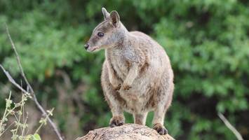 Skurrile Verfolgung: Polizei jagt ausgebüxtes Känguru in Elmshorn