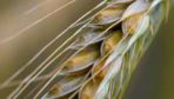 Ernteauftakt: Sachsens Bauern warnen: Steigende Kosten belasten Betriebe