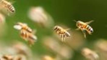 kurioser polizeieinsatz: bienenalarm in kulmbach – müll zieht schwarm an