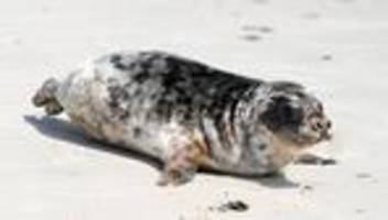 Naturschutz: So viele Kegelrobben leben im Wattenmeer und auf Helgoland